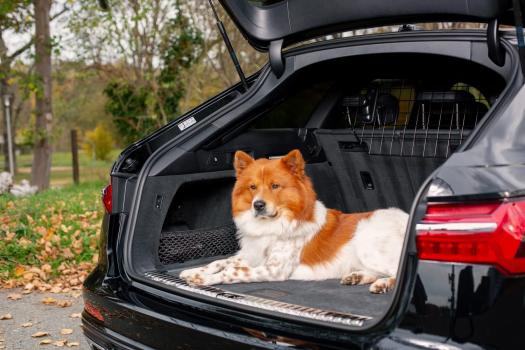Hunde Trenngitter